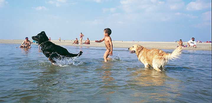 Familie mit Hund badet im Meer ferienhaus-mit-hund-am-meer-familie-mit-hund-badet-im-meer